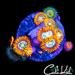 ASSORTED ZOA MINI COLONY