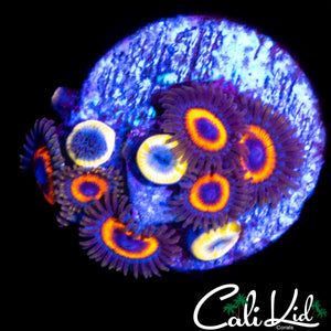 ASSORTED ZOA MINI COLONY