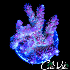 RAINBOW FUSION ACRO
