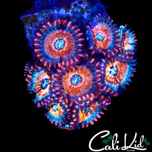 CB WHITE ZOMBIE ZOA COLONY