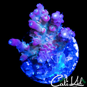 RAINBOW FUSION ACRO