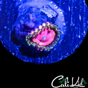 OG RRU PINK DIAMOND ZOA
