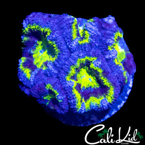 PURPLE RING ACAN CHUNK