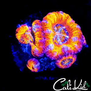 ULTIMATE RAINBOW ACAN QUAD