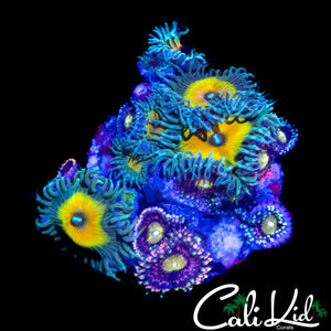 ASSORTED ZOA MINI COLONY