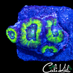 RARE ASIAN ACAN QUAD