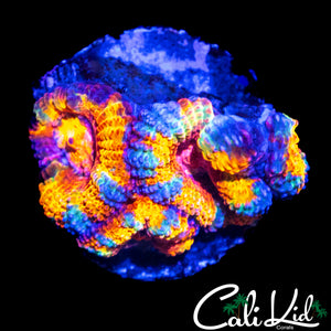 ULTIMATE RAINBOW ACAN QUAD