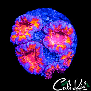 ULTRA RAINBOW ACAN MINI COLONY