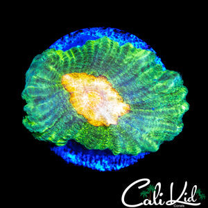 SPACE INVADER PECTINIA FRAG