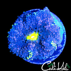 RARE PATTERN YELLOW MOUTH RICORDIA