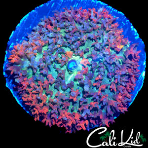 RAINBOW ST THOMAS MUSHROOM