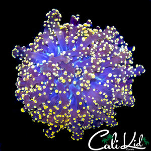PEACH PASSION BRANCHING OCTOPSPAWN