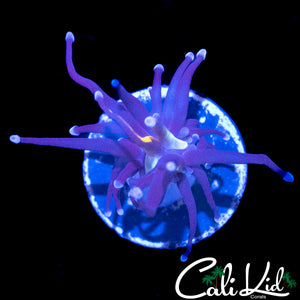 BABY GRAFTED TORCH