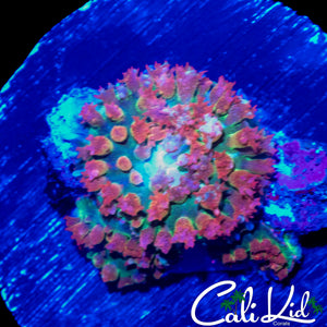 RAINBOW ST THOMAS MUSHROOM ROCK