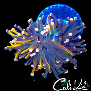 RARE COLOR GRAFTED TORCH