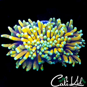 AQUACULTURED BANANA TYPE TORCH