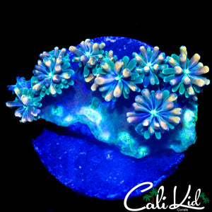 CK KALEIDOSCOPE GALAXIA