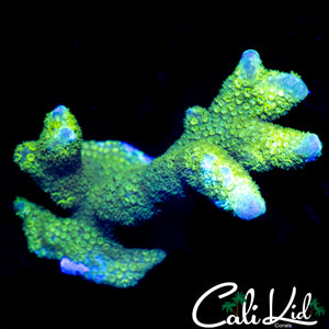WWC CONTRABAND DIGI (GREEN ONLY)