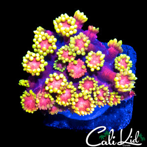 RARE FLOWER PETAL GONI
