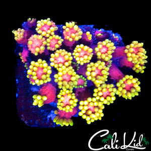 RARE FLOWER PETAL GONI