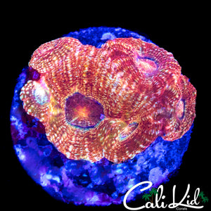 AQUACTULTURED BOWERBANKI MINI COLONY