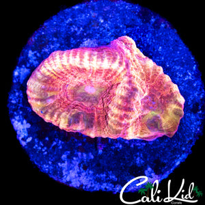RARE RED SPECKLED FAVIA