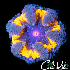 QUAD COLOR ROCK NEM