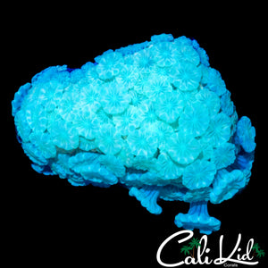 GHOST ALVEOPORA