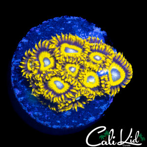 BULLS EYE ZOA COLONY