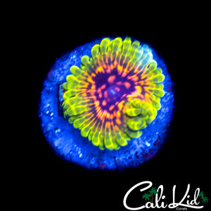 HALLICINATION ZOA