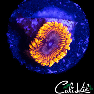 MYSTERY ZOA