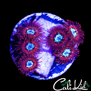 CK SPOTIFY ZOA MINI COLONY