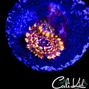 UTTER CHAOS ZOA DOUBLE