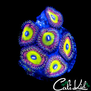 CANDY APPLE TYPE ZOA MINI COLONY