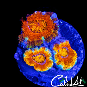 RARE PATTERN ACAN TRIPLE