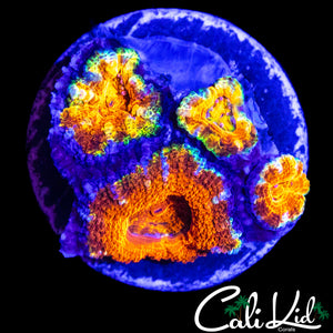 RARE PATTERN ACAN QUAD