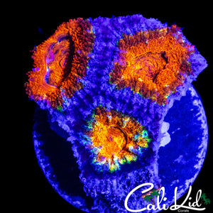 RARE PATTER ACAN TRIPLE