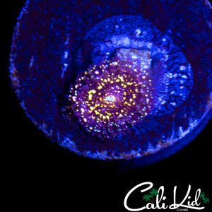ACID TRIP ZOA