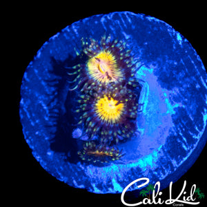 MYSTERY ZOA TRIPLE