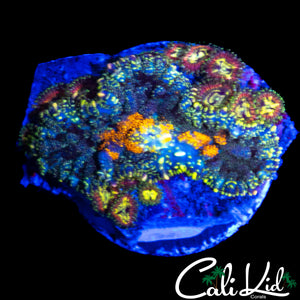 RAINBOW RHODACTIS MUSHROOM