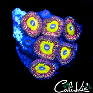 CANDY APPLE TYPE ZOA MINI COLONY