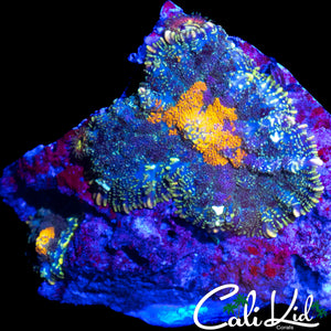 RAINBOW RHODACTIS MUSHROOM DOUBLE