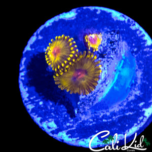 UNRELEASED ZOA TRIPLE