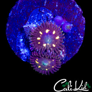 CK UNRELEASED ZOA DOUBLE