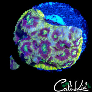 RAINBOW SPECKLED FAVIA