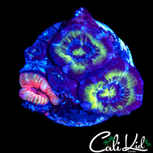 RARE GRAFTED ACAN TRIPLE