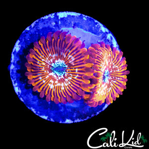 SALTED AGAVE ZOA DOUBLE