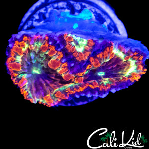 SUPER RAINBOW BLASTO TRIPLE