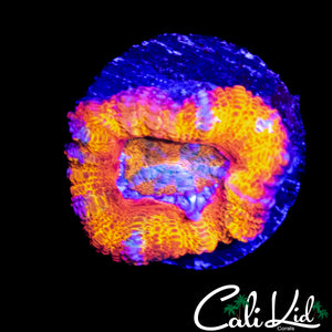 ULTIMATE RAINBOW ACAN