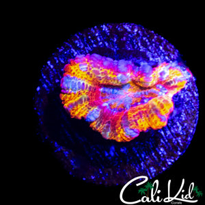 CK JOHNNY RED ACAN MORPH